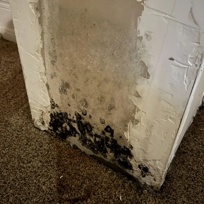 Professional Mold Removal in Box Elder, SD